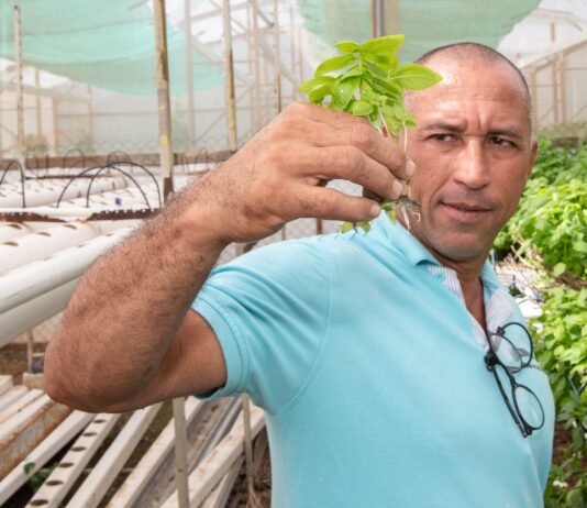 Hortikultor di yerba Roberto Vargas Ortega tin kasi tur kos den su mes man. “Mi por biba di esaki, anto e ta hasi mi kontentu.”