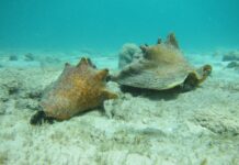 Yamada pa apliká pa finansiamentu di EU pa proyektonan di klima i biodiversidat