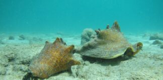 Yamada pa apliká pa finansiamentu di EU pa proyektonan di klima i biodiversidat