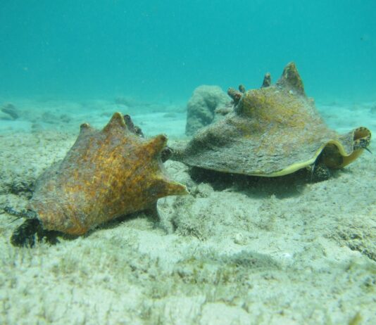 Yamada pa apliká pa finansiamentu di EU pa proyektonan di klima i biodiversidat